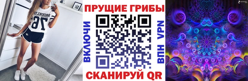 где купить наркоту  Тайга  Псилоцибиновые грибы Psilocybe 